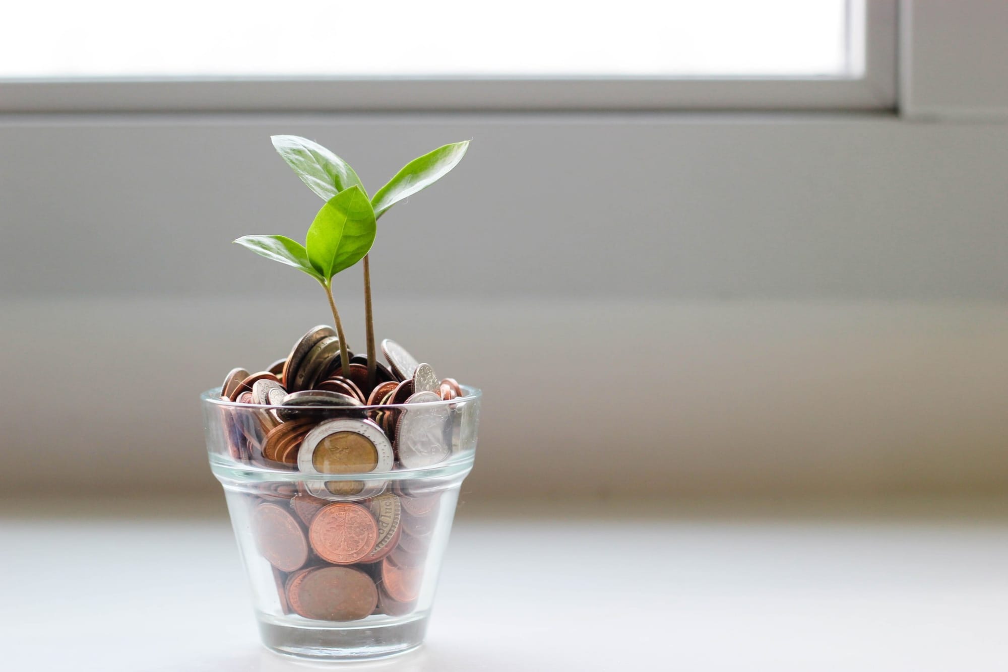 Plant in money jar