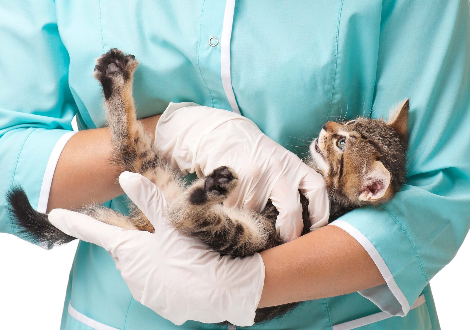 Your Guide to Pet Insurance in Turkey