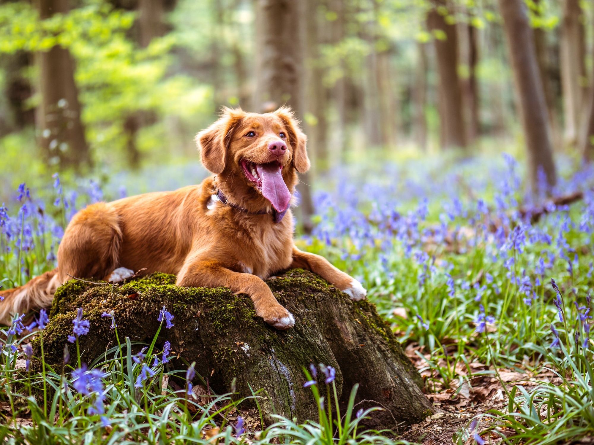 Bringing Your Pet Dog or Cat to Turkey: All You Need to Know